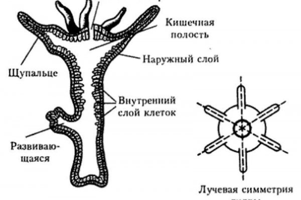 Сайты с наркотой