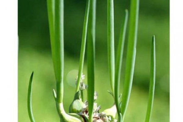 Kraken onion link
