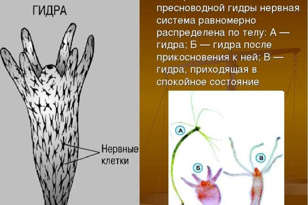 Где взять ссылку на кракен